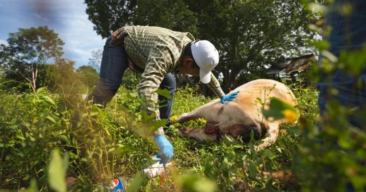 Yucatán mantiene bajo control el gusano barrenador con un 90% de recuperación: Joaquín Díaz Mena