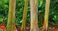 Rainbow Eucalyptus: The trees in this Philippine forest look straight out of an alien movie