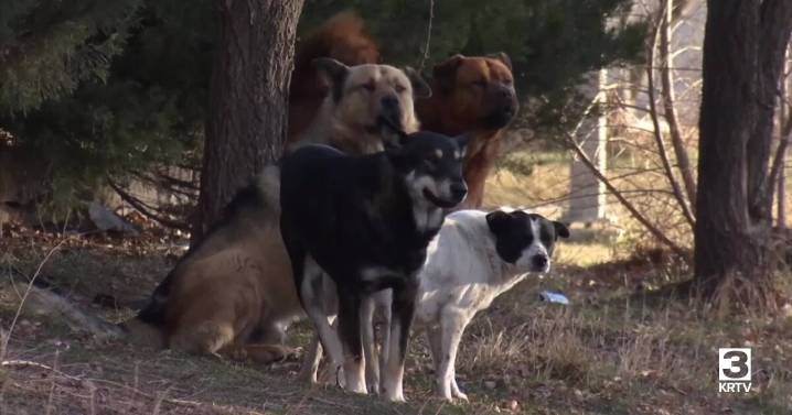 Community on edge after dogs attack pregnant woman in Lame Deer