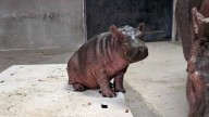BioPark hippo baby's name to be chosen by voters