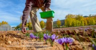 Los productores de azafrán esperan igualar los kilos y la calidad del año pasado
