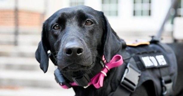 UTC's first therapy dog makes her debut