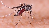 Bangladesh Records 1,147 New Dengue Cases In 24 Hours