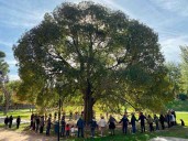 El almez de Parque Bruil se cuela en La Revuelta y dispara su candidatura como Árbol del Año