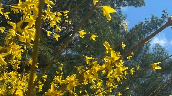 Garden Guy column: Pronunciation of botanical names By Bob Hatton