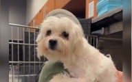 Dog Dumped at Shelter After She Became Paralyzed—Then Someone Took a Chance %%page%% %%sep%% %%sitename%% Dog dumped at shelter after she became paralyzed