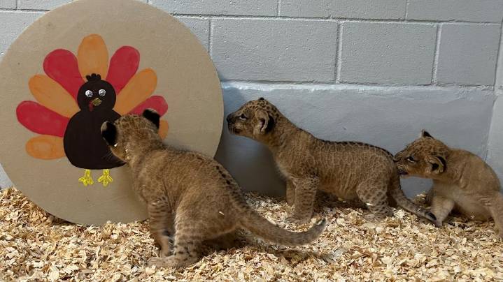 Audubon Zoo names first trio of African lion cubs