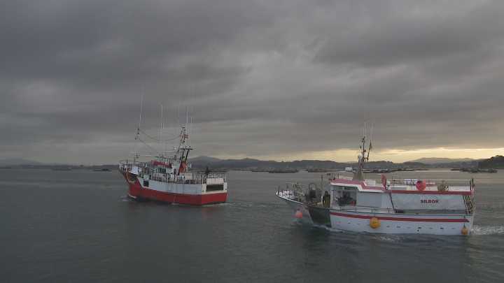 O Grove comeza a campaña da centola con expectativas optimistas pola alta demanda
