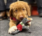 Meet Jazz! The Newest Member of the Stevens Pass Ski Patrol Team