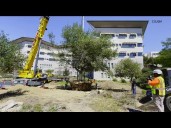Saving a giant oak tree | Preserving a piece of history at Cal State San Marcos