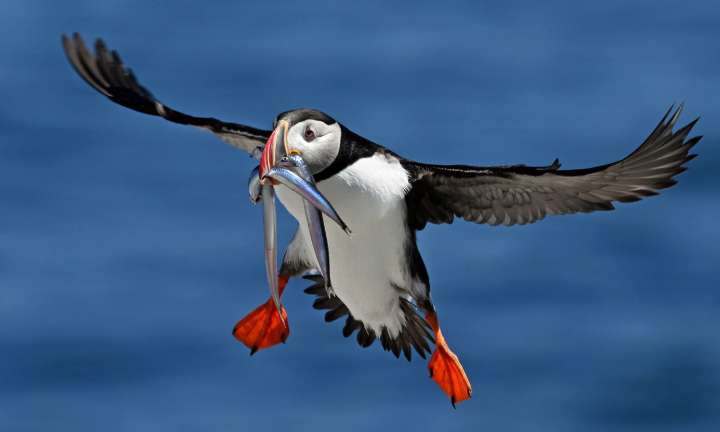 Protecting Puffins in Maine Is an Emotional Commitment