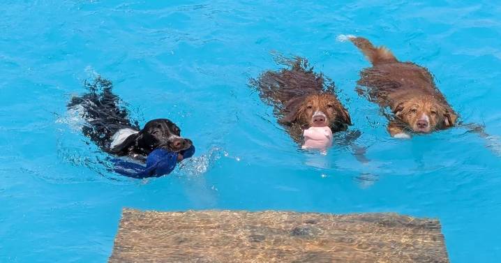 Dog owners encouraged to go swimming with their pups at these UK locations
