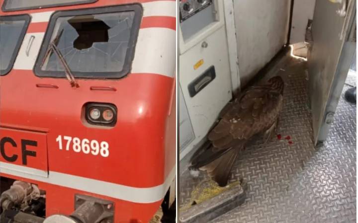 Loco Pilot Injured as Train Hit by Bird in South Kashmir