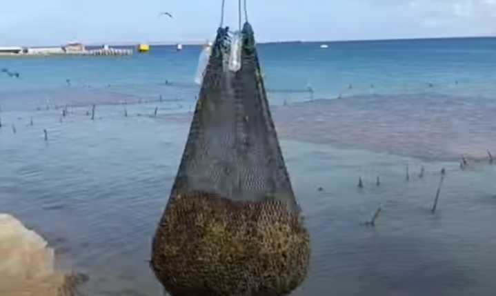 Nueva Esparta impulsa proyecto de alguicultores para fortalecer la economía regional