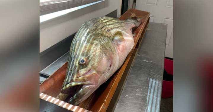 Fisherman in Ohio breaks state record with massive 37