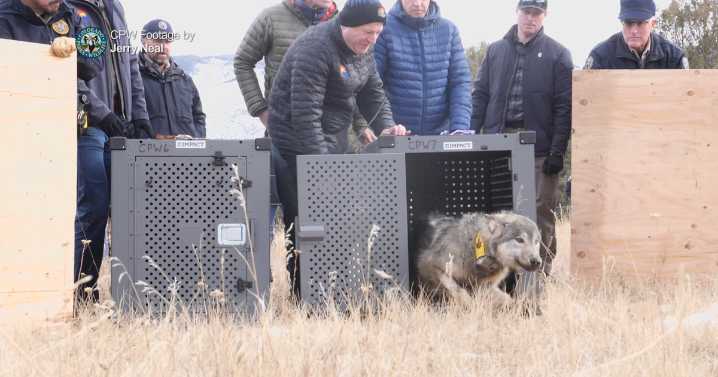 Colorado Parks and Wildlife releases new wolf activity map