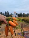 Siemers Farm invites community to take home free carrots over weekend