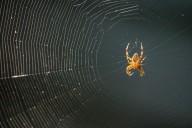 FOTO. Descubren ciudad arácnida subterránea: podría ser la telaraña más grande del mundo, se extiende por dos países