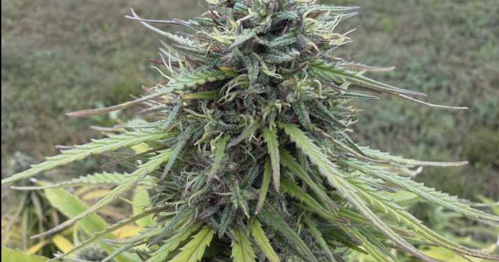 UW Madison scientists create THC free hemp with genetic editing