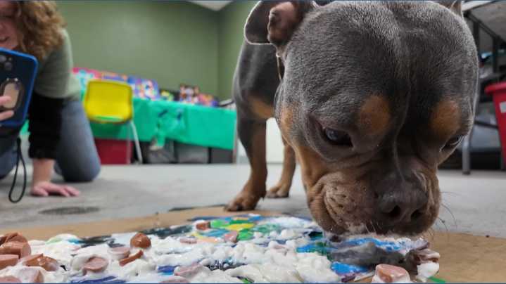 How Muskegon shelter's painting pets are helping keep both animals and people