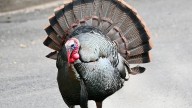 From gone to gobbling: Wild turkeys prove to be a conservation success in CT