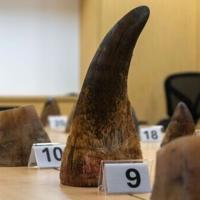 Singapore seizes record rhino horn haul