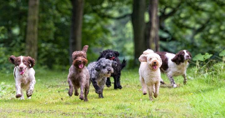 Dog expert shares exactly which breed you should own