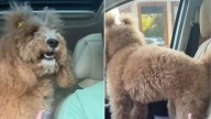 Utah Dog Realizes She’s Heading To Grandma’s House And Her Excitement Is Adorable