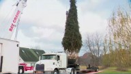 Rockefeller Christmas tree is harvested from upstate New York and begins trek to Manhattan