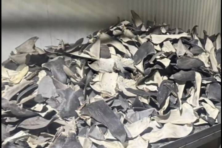 Incautan más de seis t de aletas de tiburón en Perú valorizadas en 8 millones de dólares