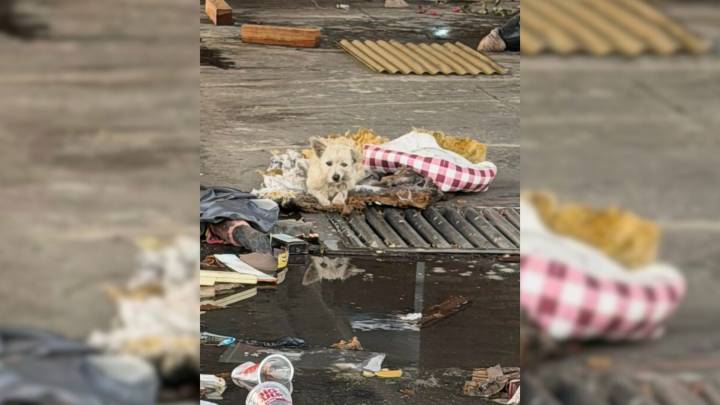 California Pup Left In An Abandoned Lot Finally Finds Hope After Weeks Of Loneliness