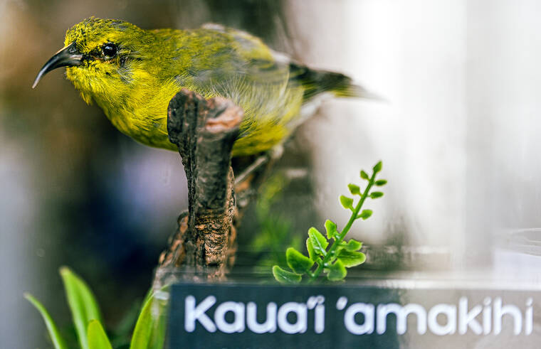 ‘Wings and Woodlands’ is more than forest birds