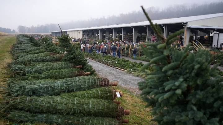 Christmas tree retailers find lots to like at a Pennsylvania wholesale auction