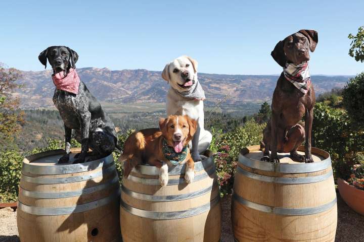 El trabajo de los perros viñateros: contra pestes y contaminantes