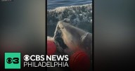 14-foot great white shark pings near Atlantic City coastline