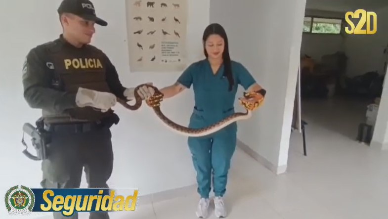 Rescate Oportuno: Policía Nacional Recupera Serpiente Boa Constrictor en Mocoa