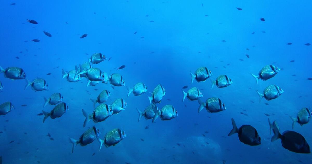 Deep-sea mining risks disrupting the marine food web, study warns