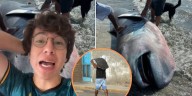 “Lo hicieron ceviche”: biólogo marino reacciona en TikTok al caso del raro tiburón que terminó fileteado en Perú