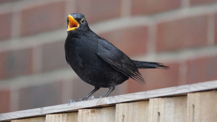 Don't Throw Out Aluminum Cans, Use Them To Deter Birds From Your Garden