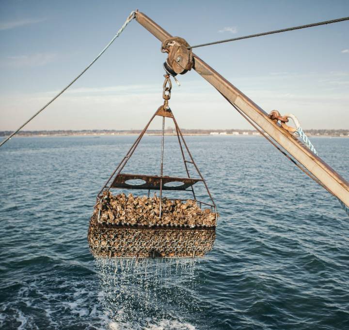 CT man accused of illegally harvesting shellfish from recreational beds