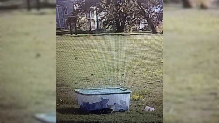 Tennessee Rescuers Were Stunned After Finding Mama Cat Who Refused To Leave Her Kittens Trapped In A Box