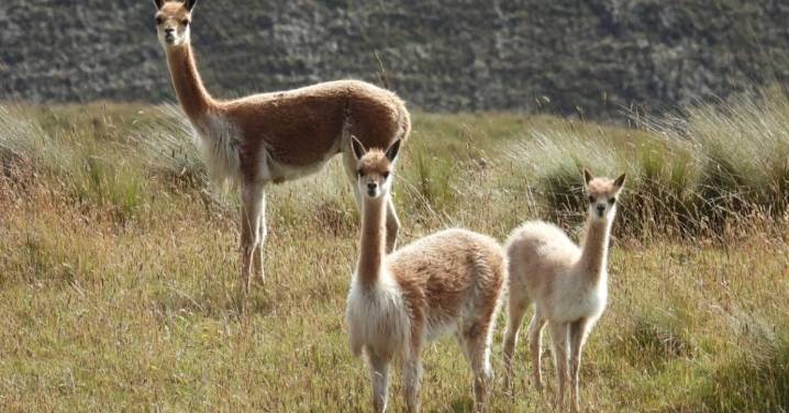 Vicuñas con sarna: Enfermedad contagiada por llamas y alpacas domésticas amenaza camélidos silvestres en la Patagonia