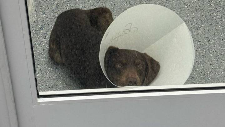North Carolina Volunteer Meets A Forgotten Shelter Dog And Finds The Love She Didn’t Know She Needed