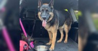 Stolen German Shepherd Arnie found dead inside missing ute