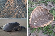 Matan jaurías a tortugas en playa de Coyuca, Guerrero