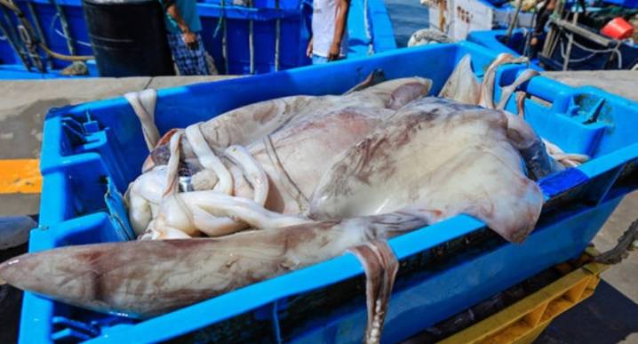 Pesca de pota se reinicia con nueva cuota, ¿de cuánto será?