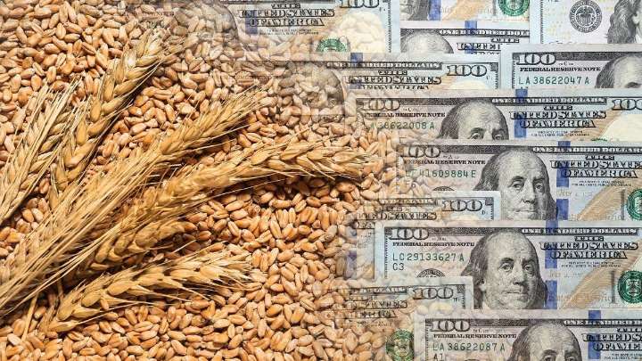 Trigo: proyectan una cosecha récord de 25,5 millones de toneladas para la campaña 2025/26