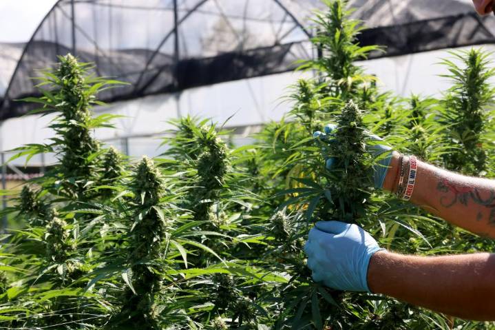 Trump's 'hemp ban' ended backdoor legal weed — despite pot industry's howls