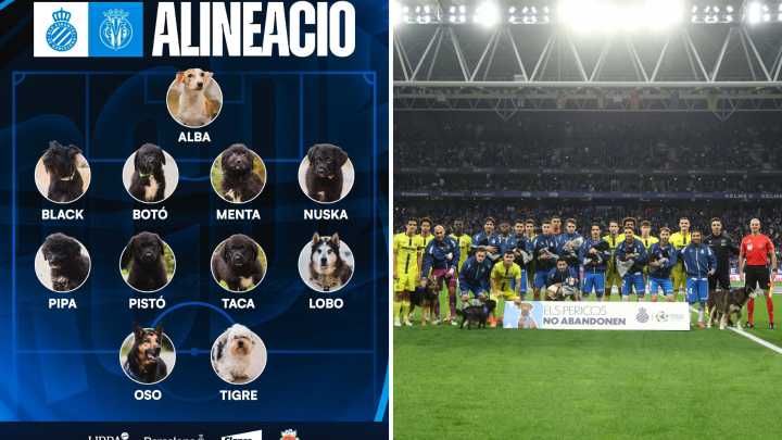 El precioso gesto del Espanyol con el Centro de Acogida de Animales de Compañía de Barcelona: "Black, Botó, Menta y Nuska en la zona de contención..."