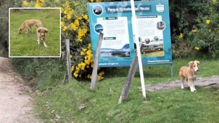 Alerta por falta de acción ante la reproducción descontrolada de perros ferales en el Neusa